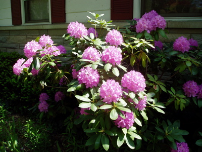[the+Yang+Garden11+-+Rhododendrons.jpg]