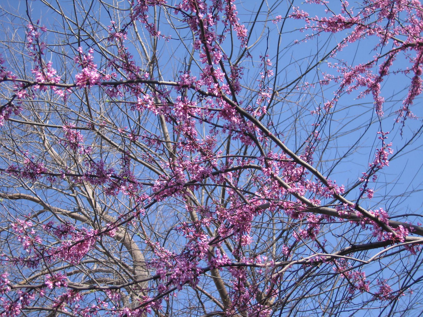 [Spring+Redbud+and+hyacinths+003.jpg]