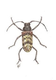 [beetle1_web.jpg]