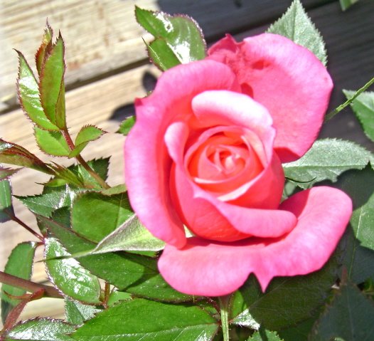 [Pink+rose.jpg]