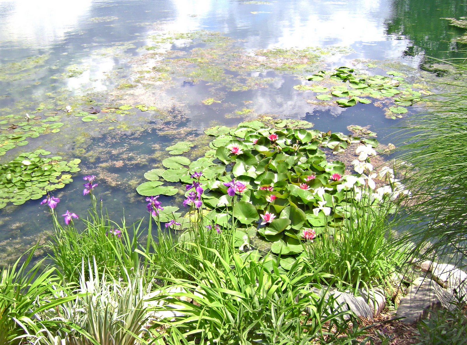 [water+lilies.jpg]