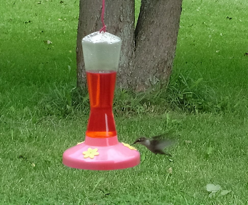 [hummingbird+II.jpg]