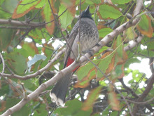 Red-Vented Bulbul (Pycnonotus cafer)