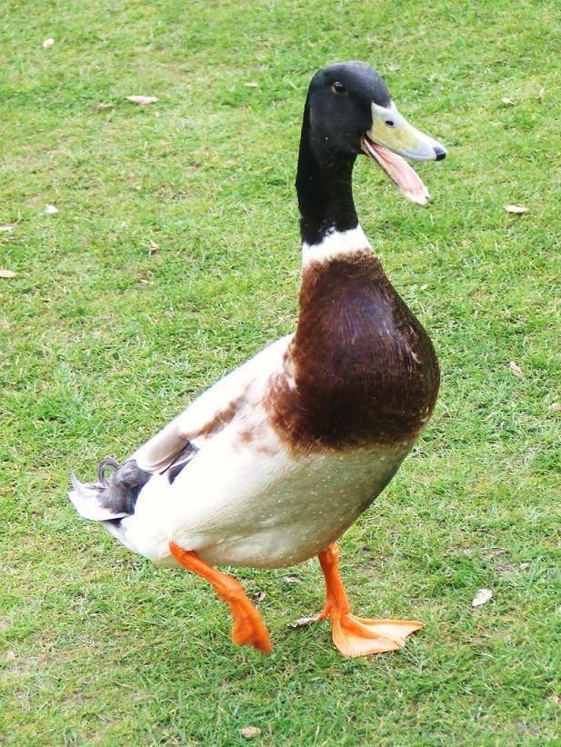 [duck+for+email+1.jpg]