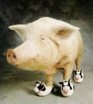 [cerdo+pies+vaca.jpg]