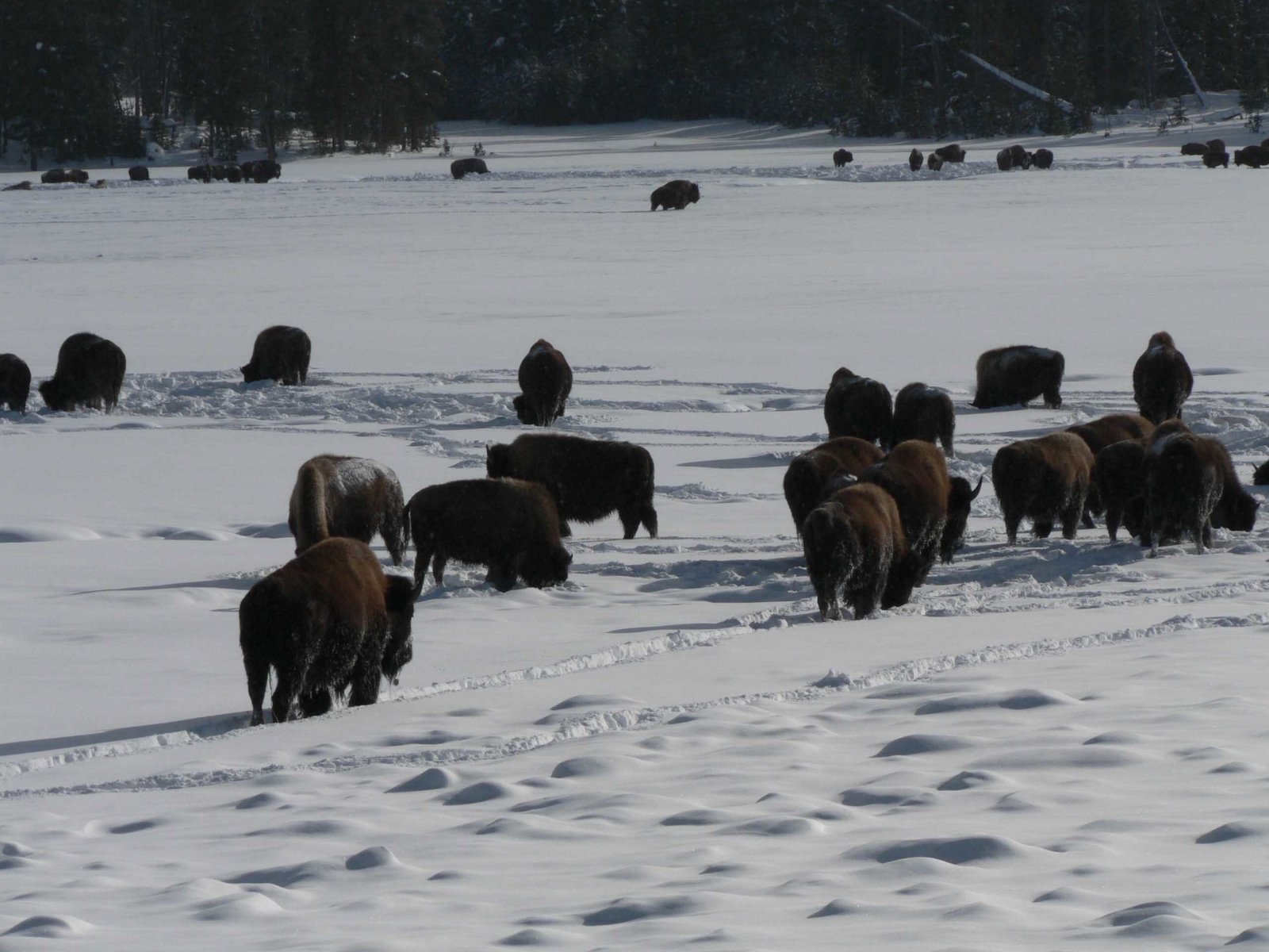 [bison+herd+med.jpg]
