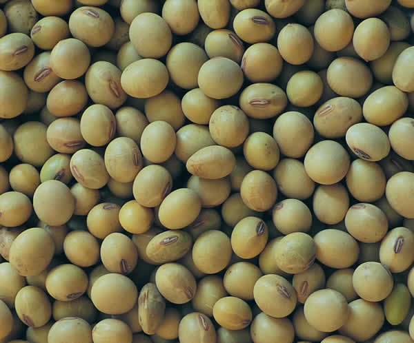 [soybeans.jpg]