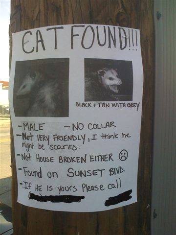[Found+Cat.jpg]