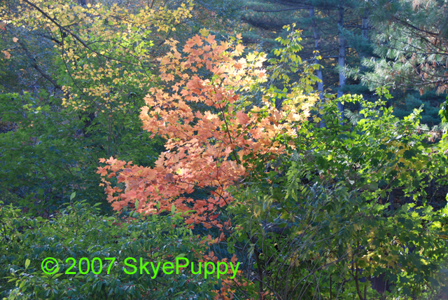[OSV+Autumn.jpg]