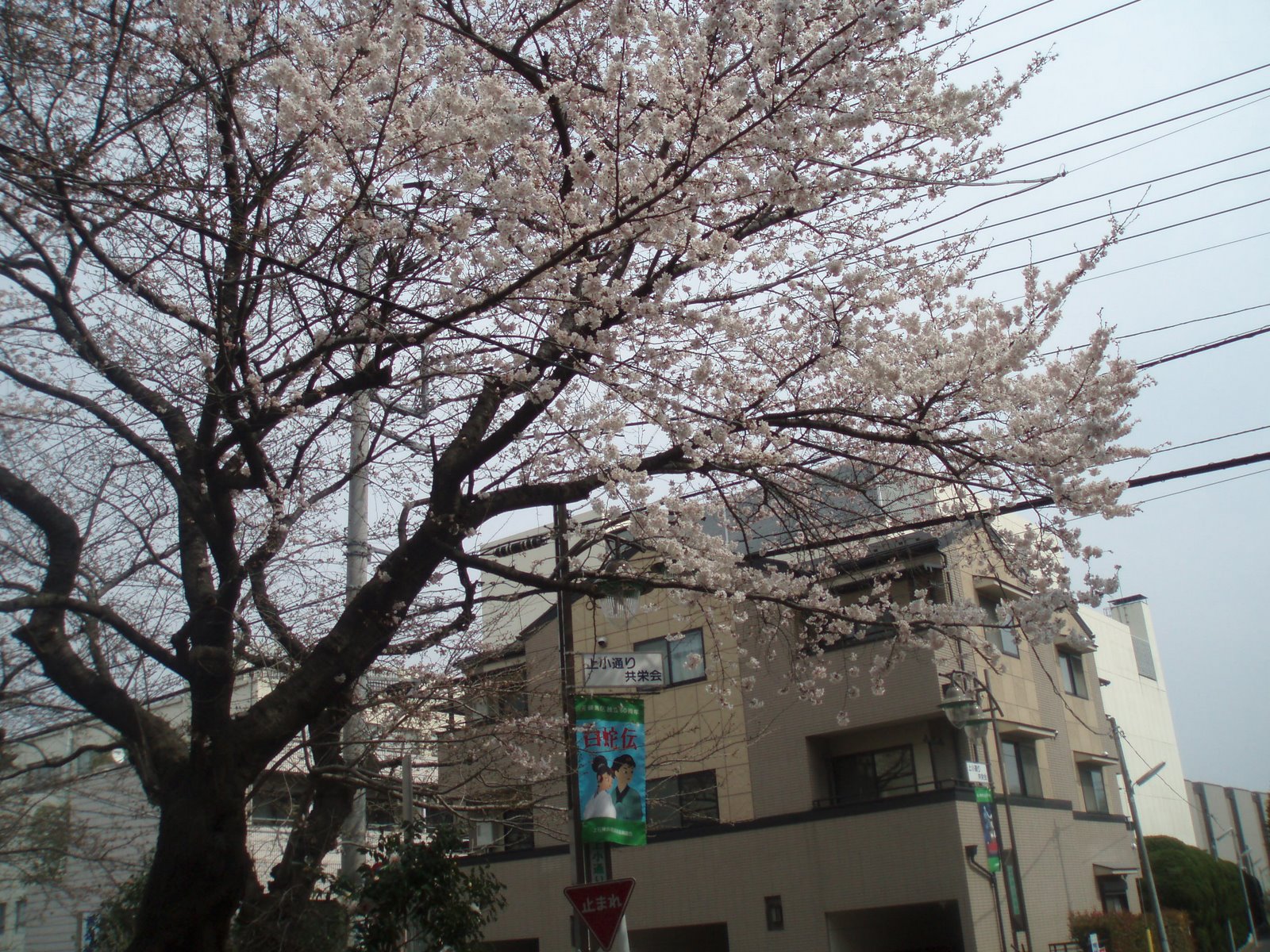 [photo+6+cherry+blossoms.JPG]