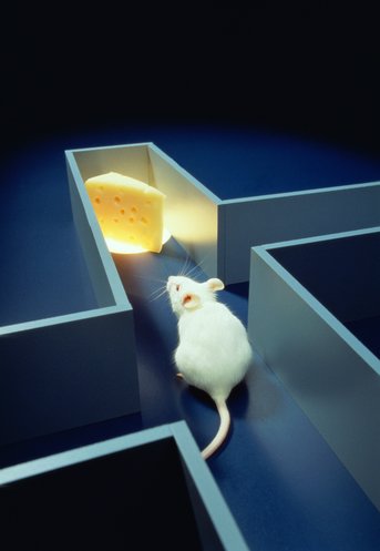 [lab-mice.jpg]