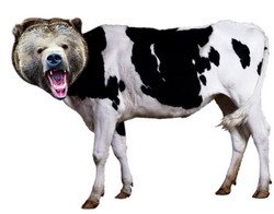 [cowbear.jpg]