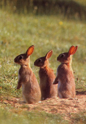 [rabbits.jpg]