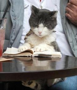[cat_reading_book.jpg]