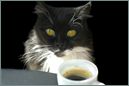 [coffee+cat.jpg]