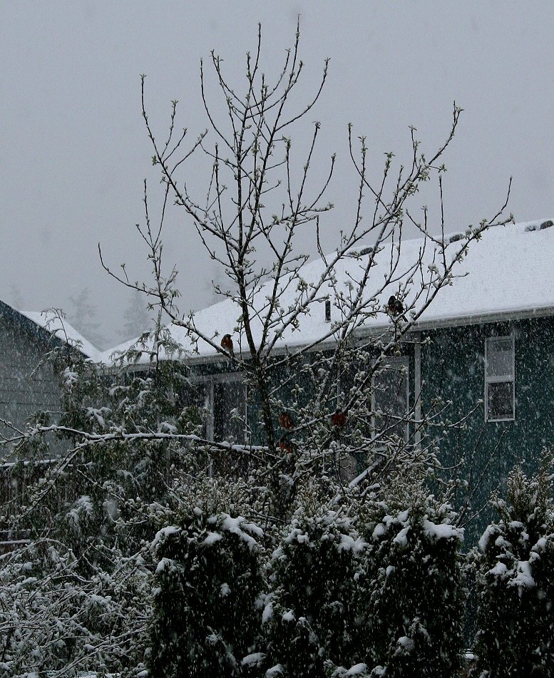[snow+birds+tree.JPG]