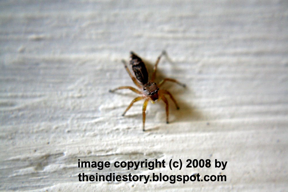 [spider+image+-+theindiestory.blogspot.com.jpg]