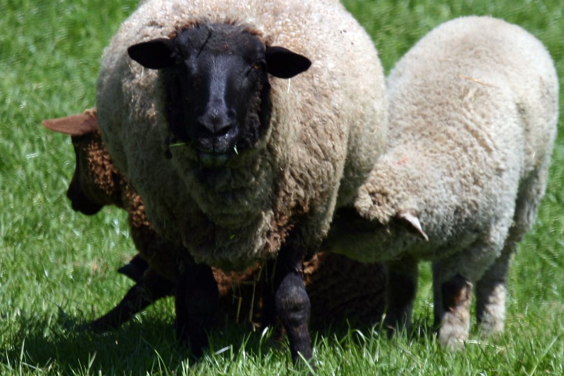 [ewe+and+lambs.jpg]