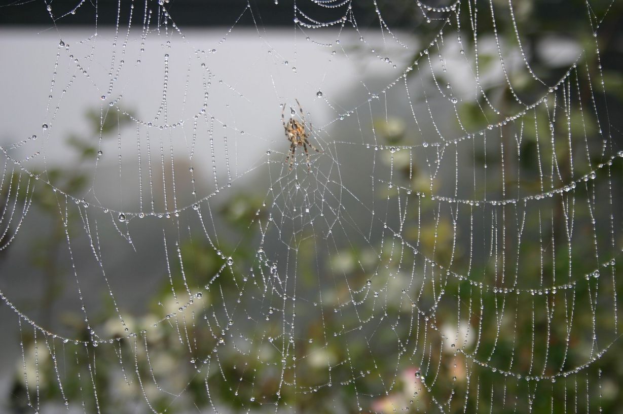 [spiderweb7361.jpg]