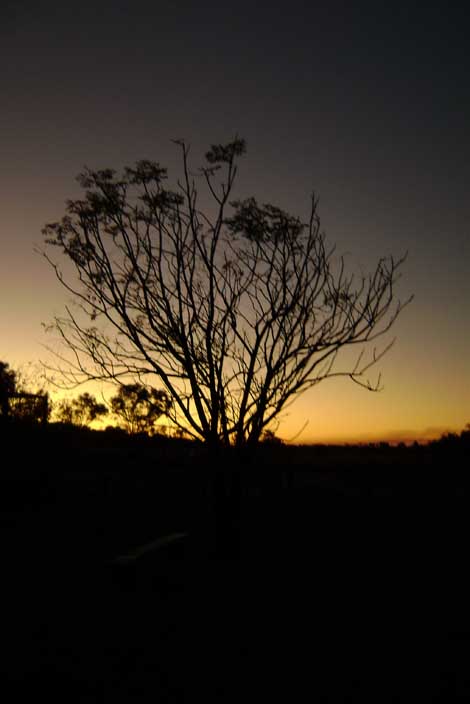 [048+sunset+tree.jpg]