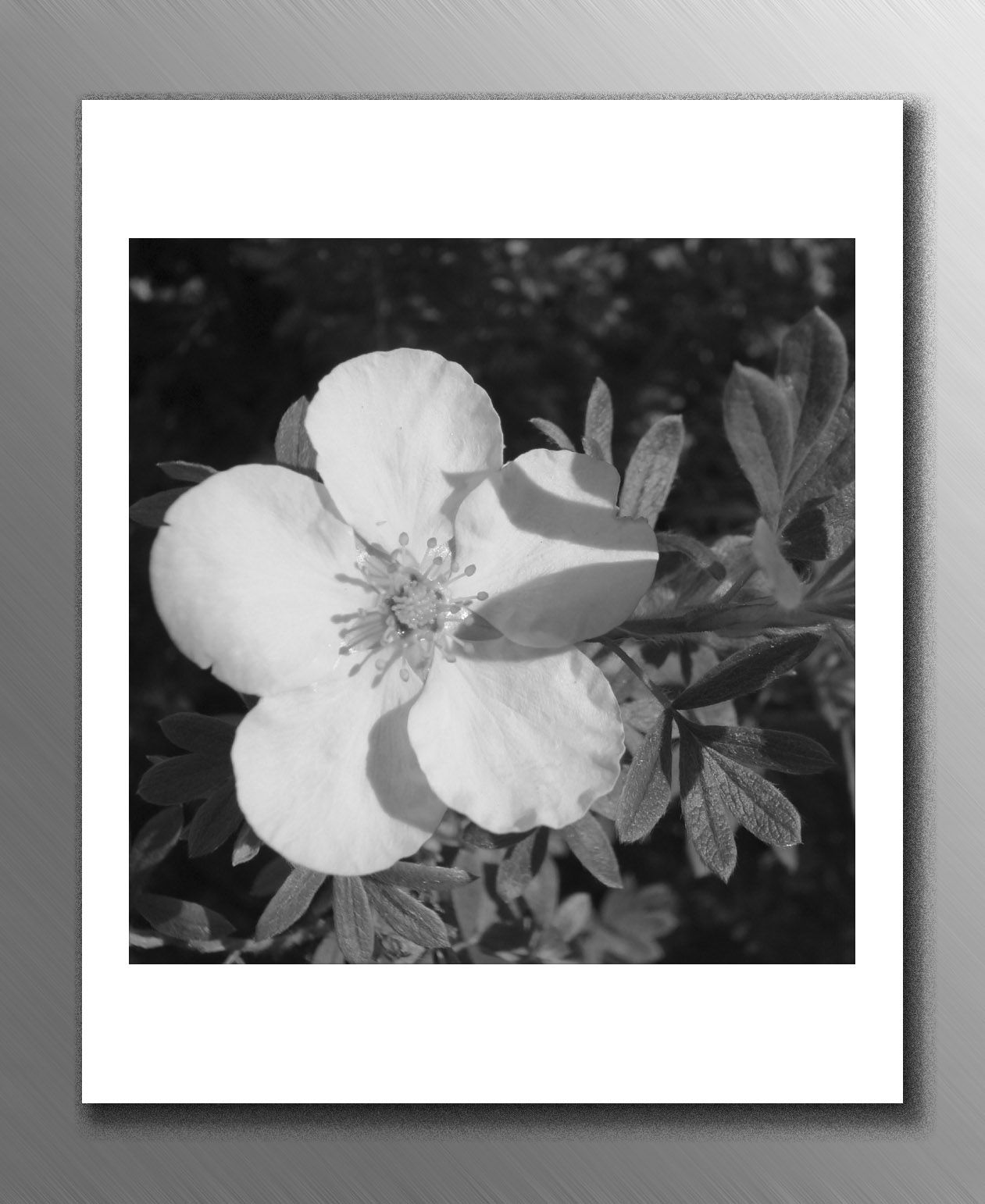 [polaroidflower1+copy.jpg]
