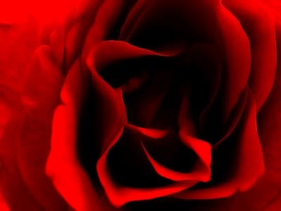 [flor+red.jpg]