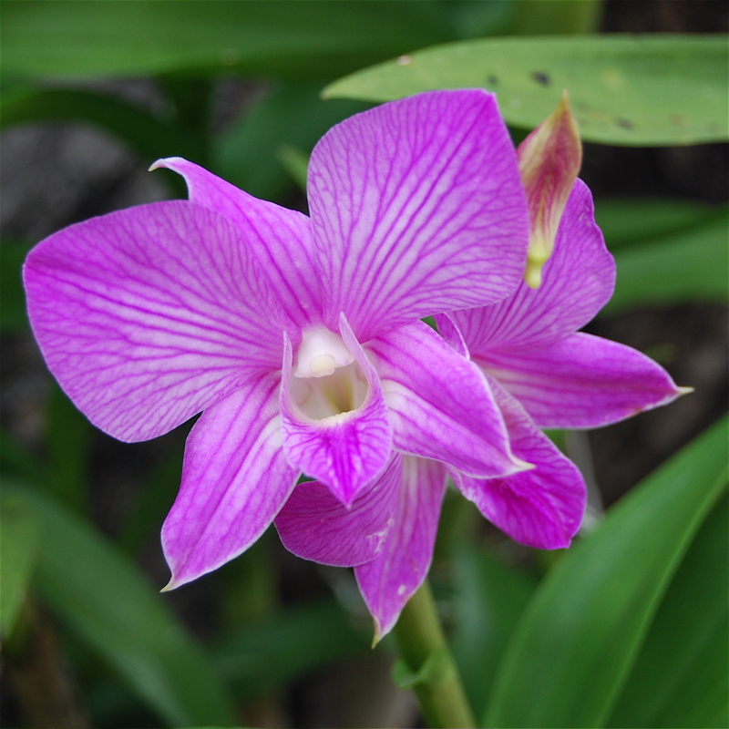 [Orquídeas+Thai+-+02.jpg]