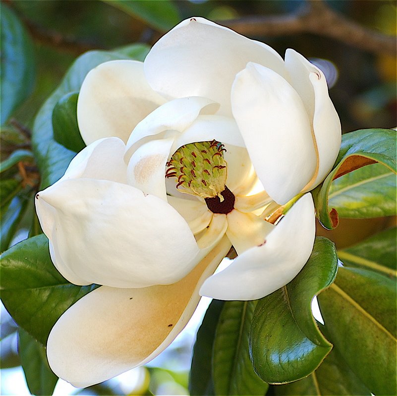 [Magnolia+grandiflora.jpg]