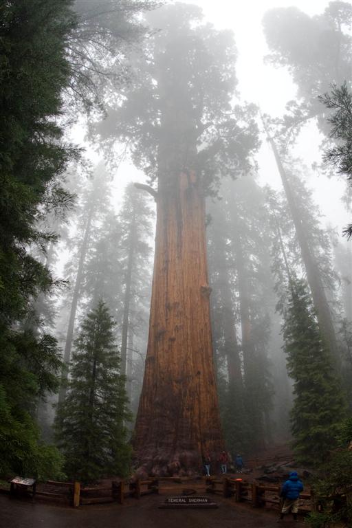 [Sequoia+NP+Sherman+(Large).jpg]