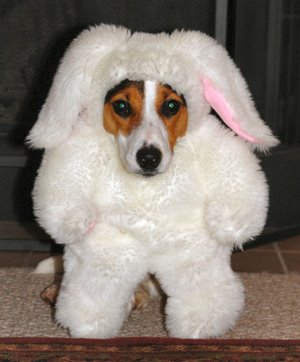 [bunny+dog.jpg]