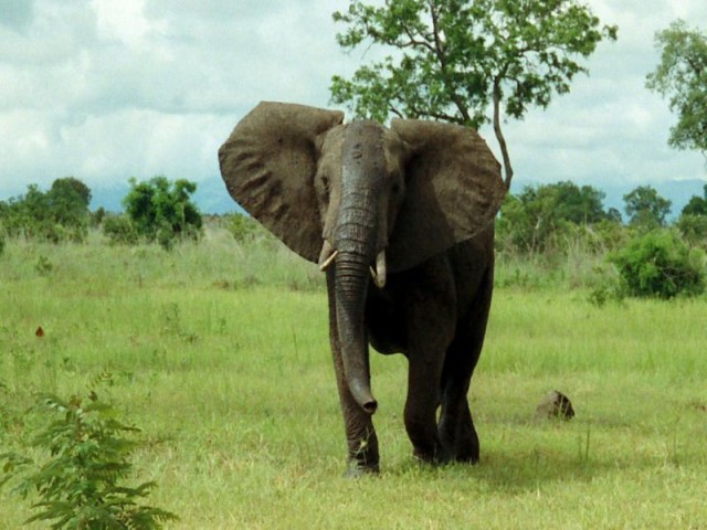 [800px-African_Bush_Elephant_Mikumi+2.jpg]