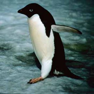 [pinguin-760533.jpg]
