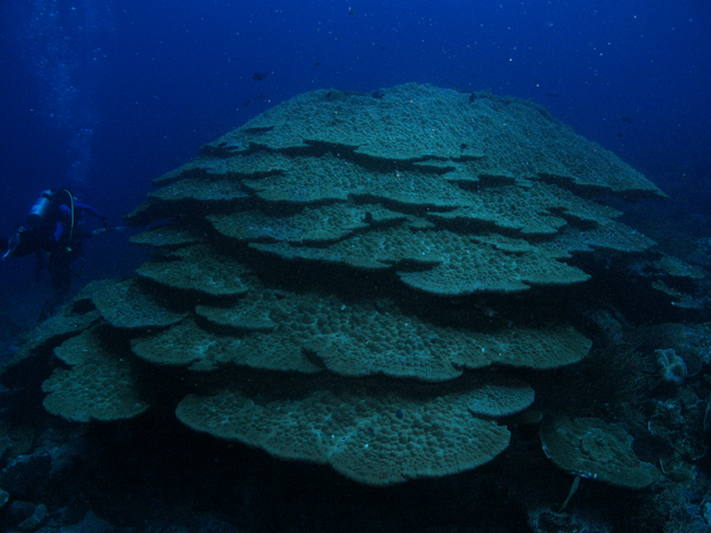 [gigantic+stacking+corals1.jpg]