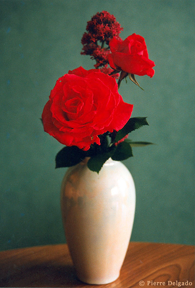 [roses01_©delgado.jpg]