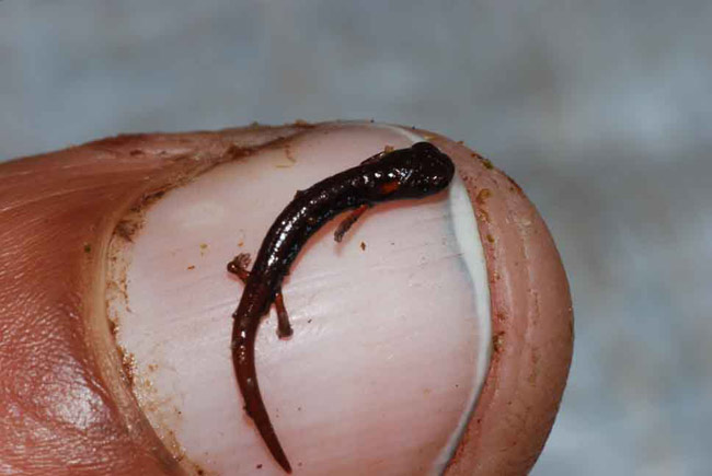 [080103-dwarf-salamander-02.jpg]