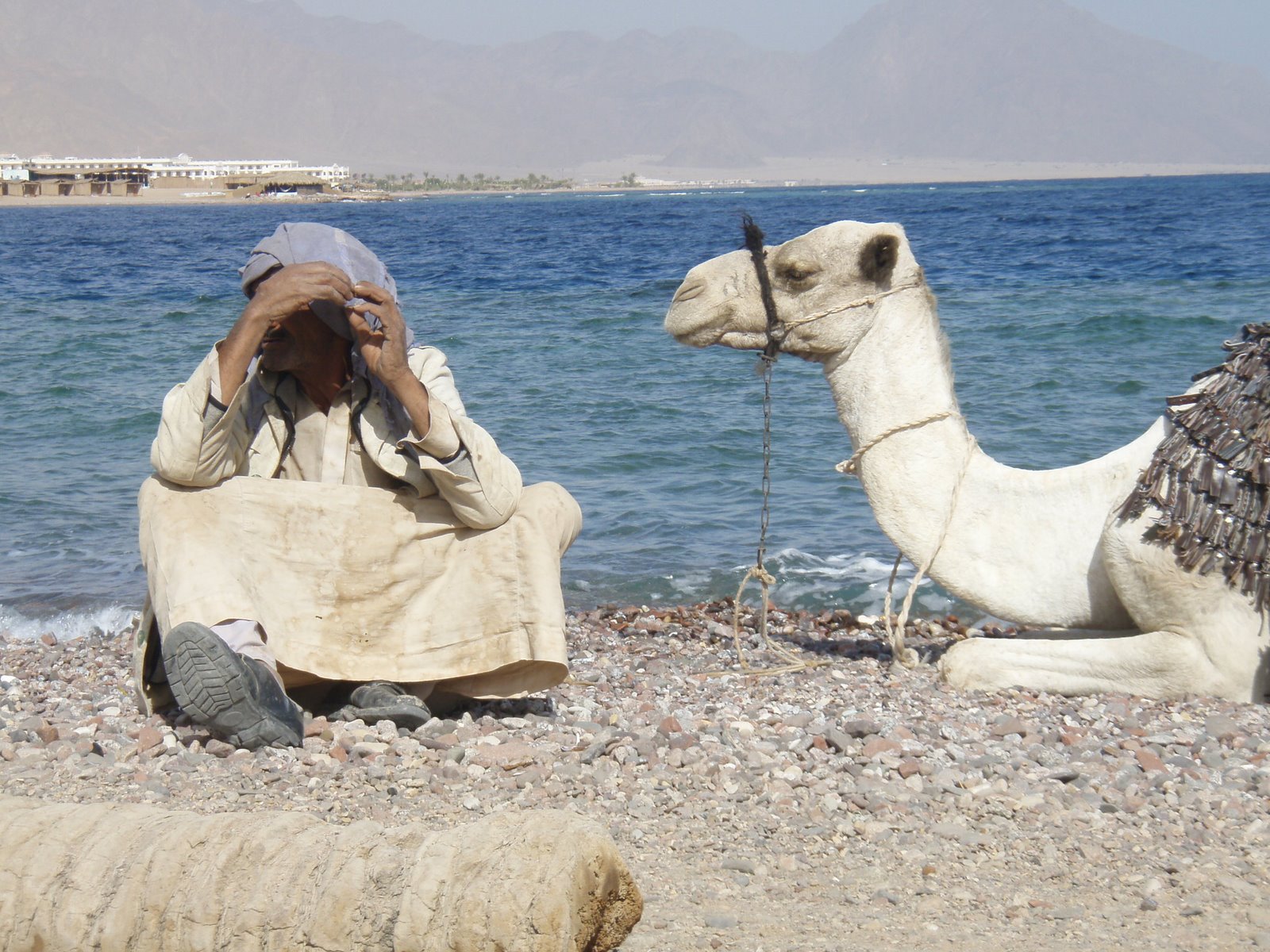 [Egyptian+Camel.JPG]