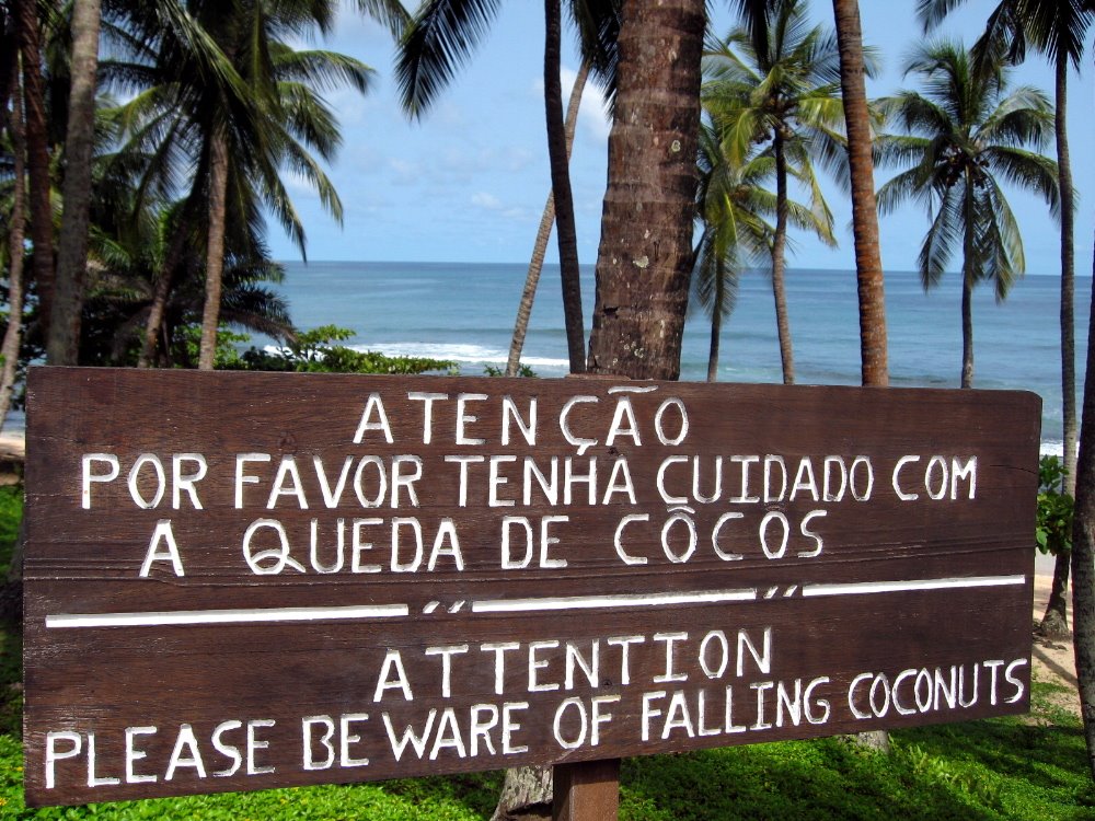 [Beware+Falling+Coconut.JPG]