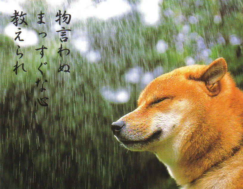 [shiba_rain.jpg]