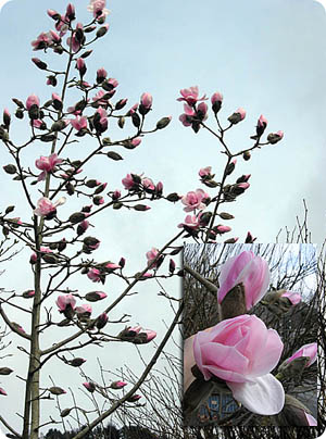 [magnolia_kalfarlien_detalje2.jpg]