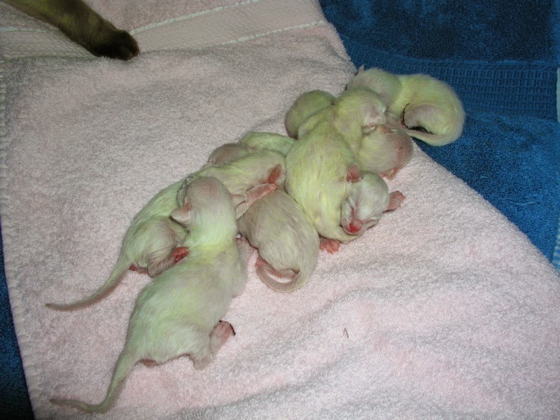 Seven little kittens, all in a row