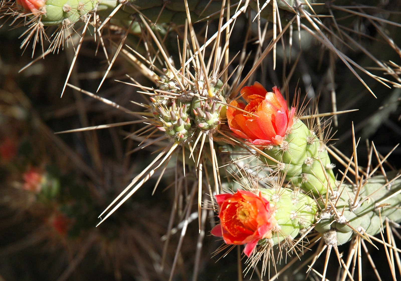 [cactus+flowers.jpg]