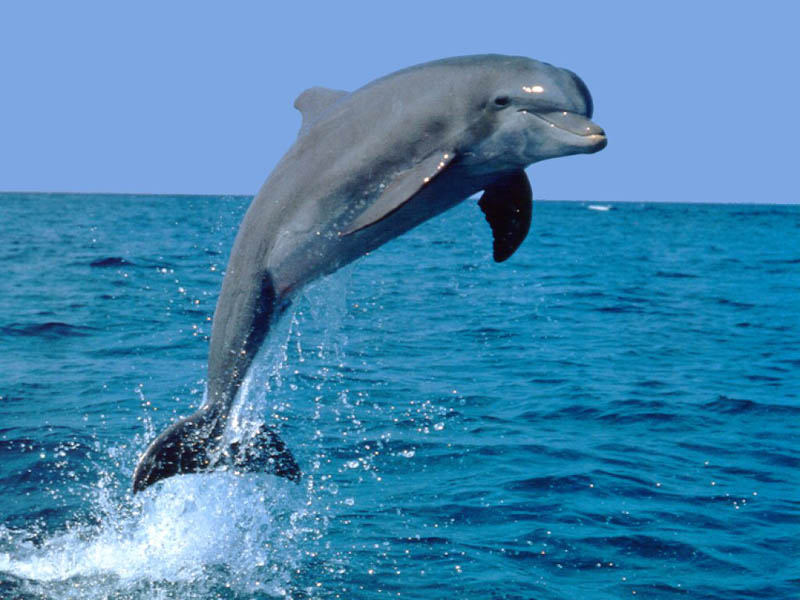 [delfin1.jpg]