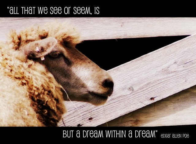 [Sheep+Dreamsw.jpg]