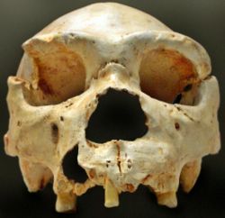[250px-Homo_heidelbergensis-Cranium_-5.jpg]