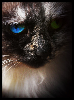 [Kittens+Eye+by_milly_jane.jpg]