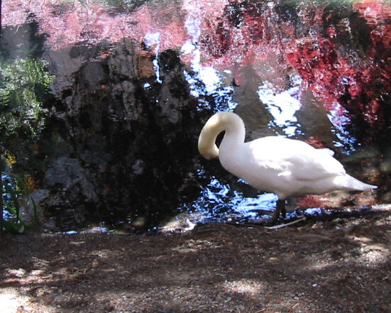 [Swan+and+reflections.jpg]