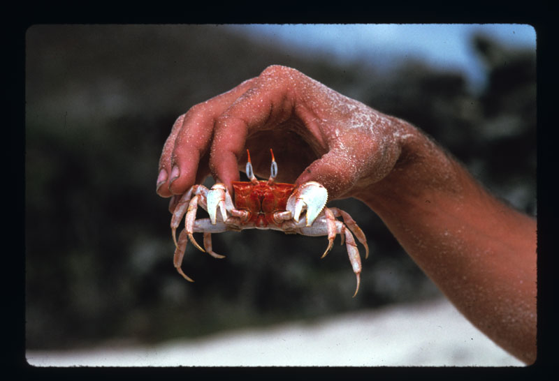[Crab+in+hand+-+Galapagos.jpg]