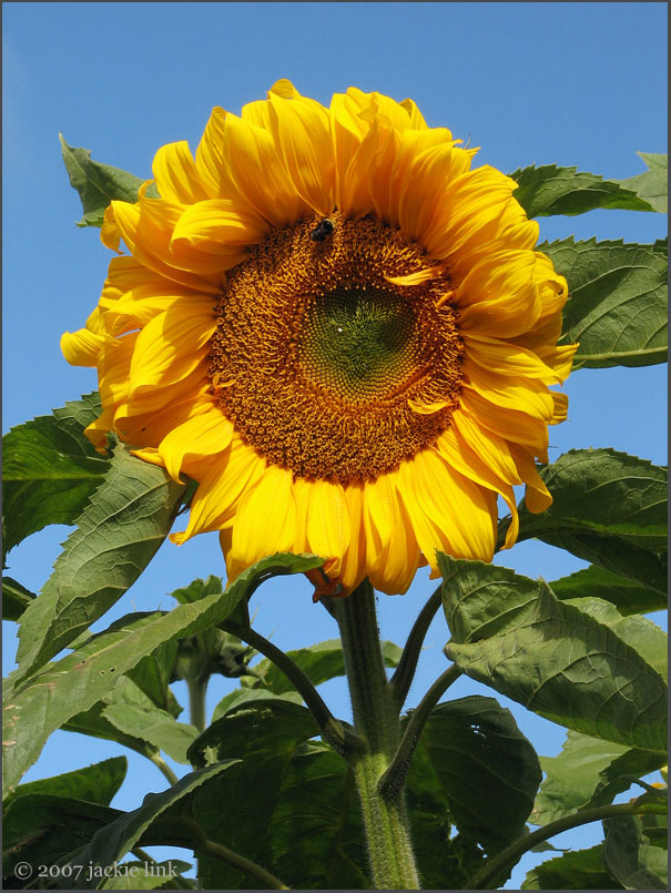 [Sunflower,-bumblebee.jpg]