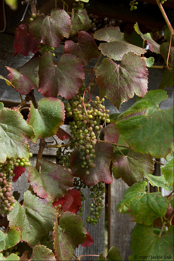[Grapes+at+Audubon+House.jpg]