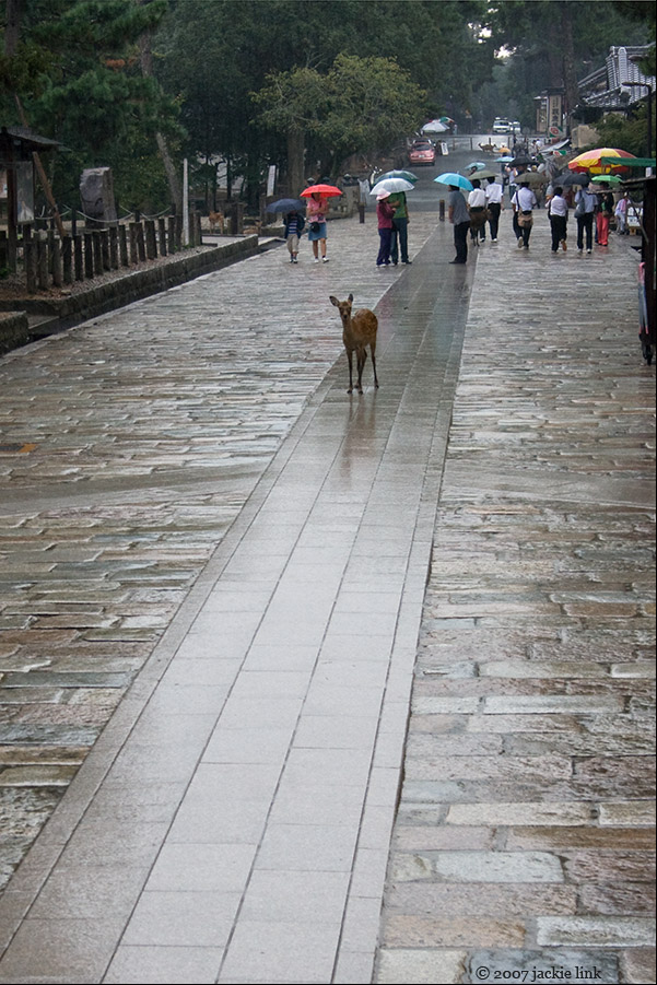 [Japan-Nara-deer+in+rain-2.jpg]